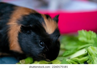 Guinea pig eating fresh vegetables and leafy greens - Powered by Shutterstock