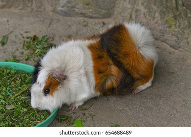 45 Guinea pig horns Images, Stock Photos & Vectors | Shutterstock