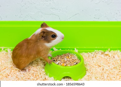 The Guinea Pig Eats Food In A Green Box On A Sawdust Bed.