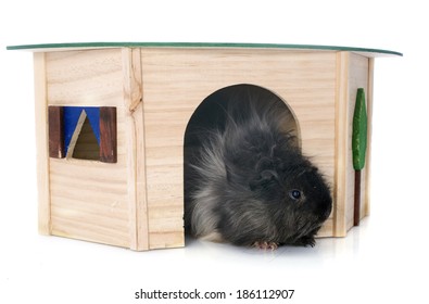 guinea pig in front of white background