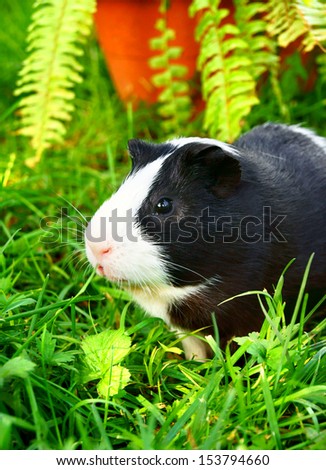 Similar – Image, Stock Photo White hamster eating