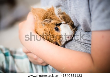 Guinea pig in hands of child. Pet's muzzle close-up. child holds tame domestic rodent in arms. Soft focus