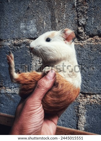 Guinea pig in hands of child. Pet's muzzle close-up. child holds tame domestic rodent in arms. Soft focus

