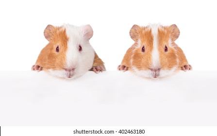 Guinea Pig Hanging Its Paws Over A White Banner