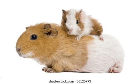 what do baby guinea pigs look like