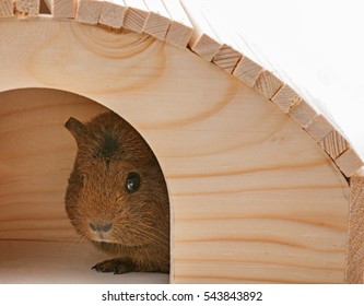 Guinea Pig In House