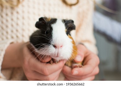 Guinea Pig In Human Hands. Domestic Rodent Pet In Kids Care. Close Up View.