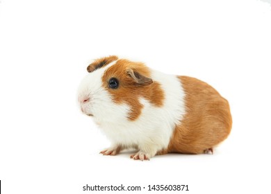 Guinea Pig Isolated On White Background Stock Photo 1435603871 