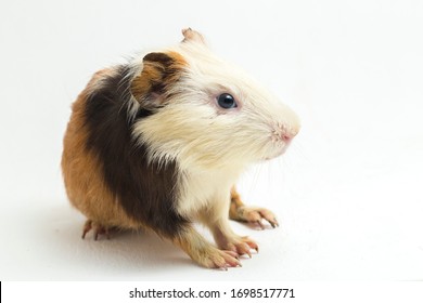 Guinea Pig Images, Stock Photos & Vectors | Shutterstock