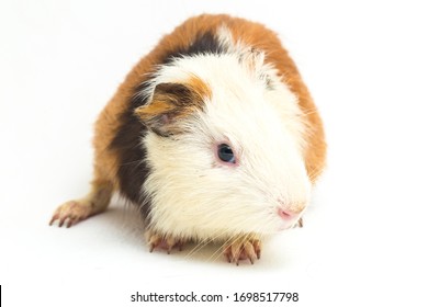 guinea pig isolated on white background