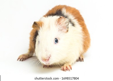 Funny Guinea Pig High Res Stock Images Shutterstock