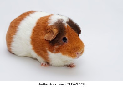 A guinea pig isolated on white background