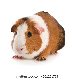 Guinea Pig Isolated On White