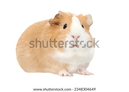 Guinea pig isolated on a white background