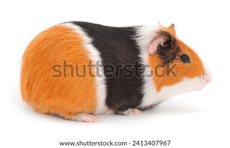 Guinea pig isolated on white background. Funny, guineapig. 