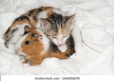 Guinea pig and kitten small tricolor white red on white background for design
