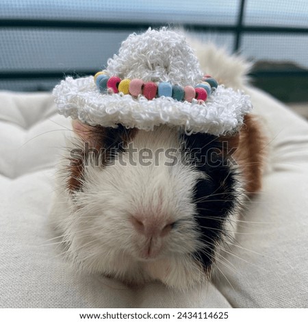 guinea pig in a knitted hat