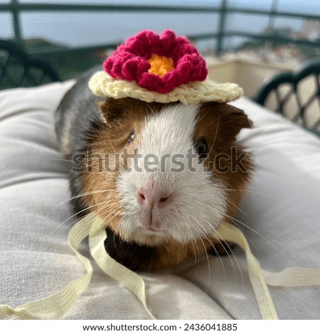 guinea pig in a knitted hat with a flower, pets, animal hats