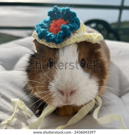guinea pig in a knitted hat with a flower, pets, animal hats