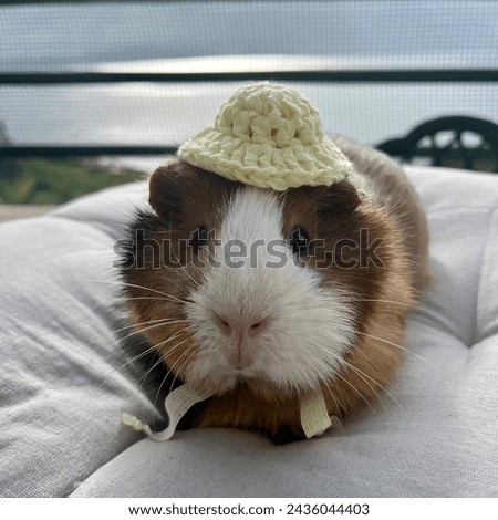 guinea pig in a knitted hat, pets, animal hats