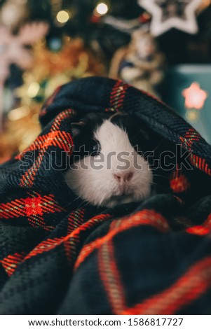a guinea pig in a knitted hat is waiting for the holiday. Guinea pig in a knitted hat is waiting for the holiday. Guinea pig sits near a Christmas tree and a snow globe.
