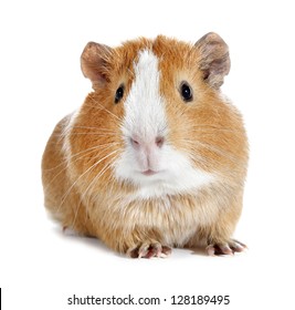 Guinea Pig Little Pet Rodent