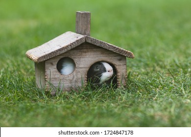 Guinea Pig Is In Little Wooden House On Green Grass