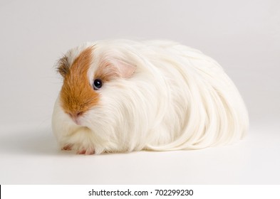 Black And White Guinea Pig Images Stock Photos Vectors