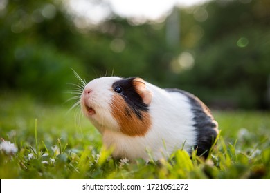 Guinea pig in a meadow - Powered by Shutterstock