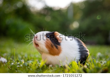 Guinea pig in a meadow