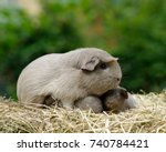 Guinea pig mom, slate, with pups in straw outdoors.