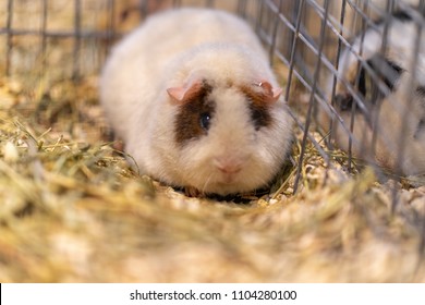 Guinea Pig Mouse In A Cage