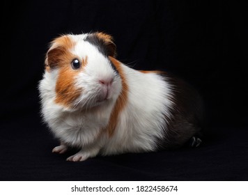 Guinea pig on a black background - Powered by Shutterstock
