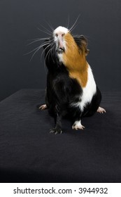 Guinea Pig On Black Background, Nose In The Air Showing Teeth