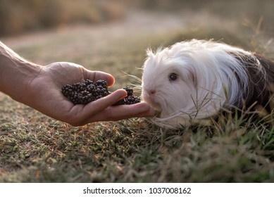 Guinea Pig On Grass Eating Blackberries From Hands