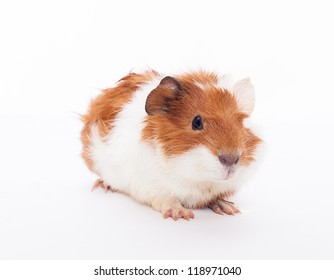 Guinea Pig Isolated On White Background Stock Photo (Edit Now) 137158766