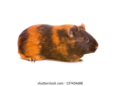 guinea pig on a white background it is isolated