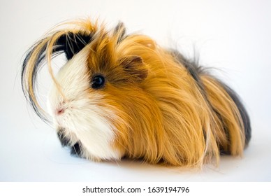 guinea pig hairy