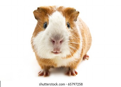 Guinea Pig On The White Background