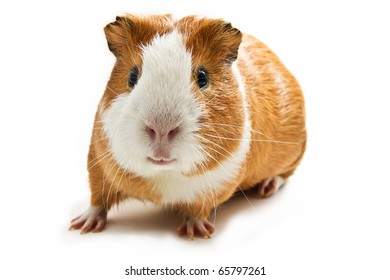 Guinea Pig On The White Background