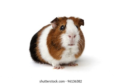 Guinea Pig On A White Background