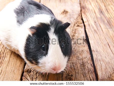 Similar – Image, Stock Photo White hamster eating