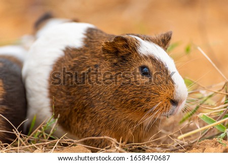 A guinea pig on yellow land