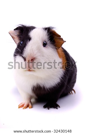 Guinea pig, pet animal isolated on white