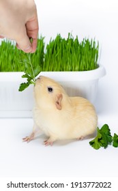 Guinea Pig Pup Eating Parsley From Someone's Hand. Vegan Food