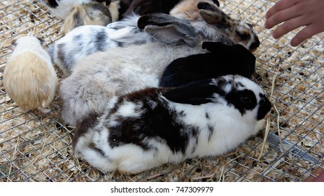 rabbit biting cage