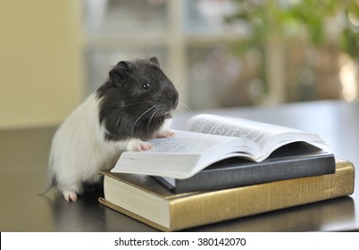 guinea pig reading books