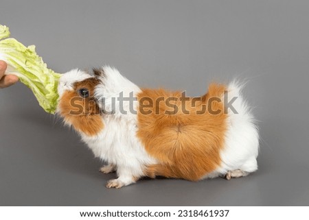 Guinea pig rosette on a gray background. Fluffy cute rodent guinea pig eating cabbage on colored background