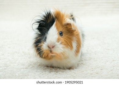 Guinea Pig Rosette Young Guinea Pig Stock Photo 1905170413 | Shutterstock