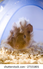 Guinea Pig Shyly Emerging From House